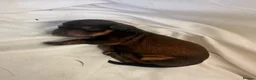 Dachshund dogs for sale: KC REG miniature dachshund - Advert 6