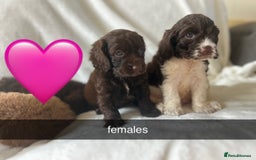 Cockapoo dogs for sale: beautiful toy cockapoo - Image 3