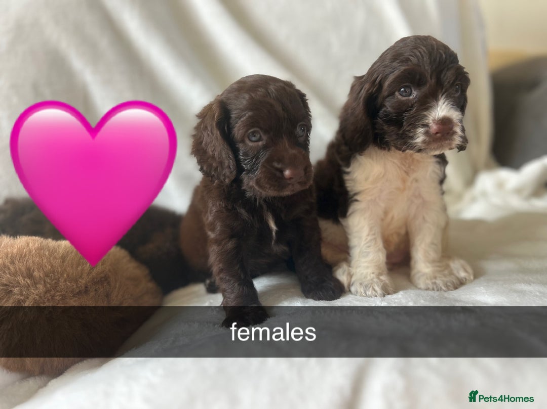 Cockapoo dogs for sale: beautiful toy cockapoo - Image 3