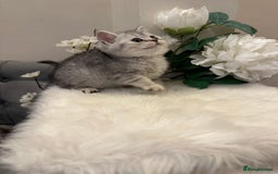 British Shorthair cats for sale: Silver Spotted Full Pedigree Registered BSH - Image 11