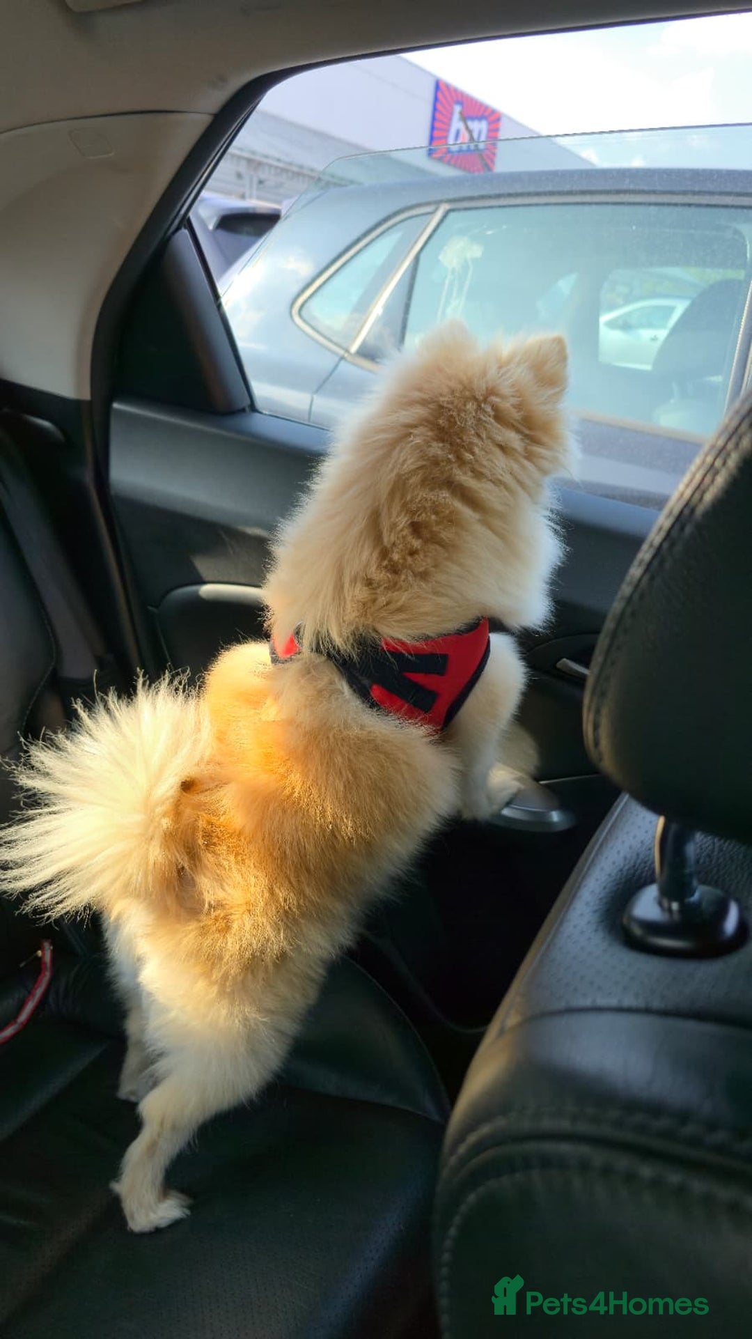 Pomeranian dogs for sale: Female Pomeranian  - Image 6