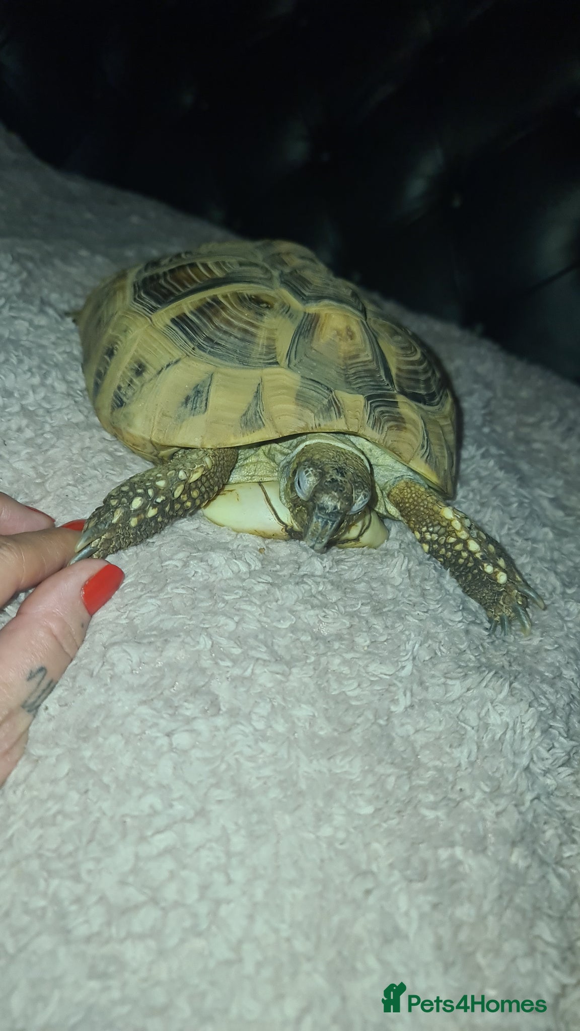 Hermann Tortoise reptiles Hermann Tortoise  - Advert 1