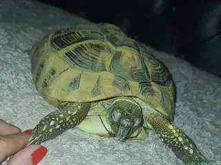 Hermann Tortoise reptiles Hermann Tortoise - Advert 1