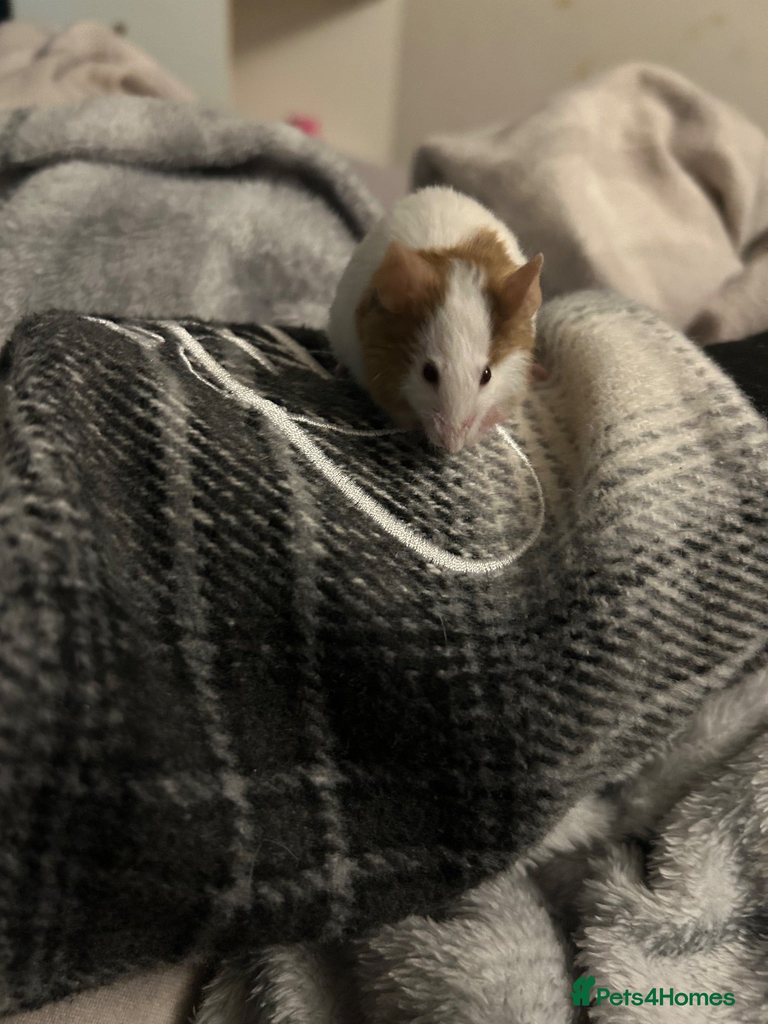 Mouse rodents 5 fluffy female mice - Advert 9