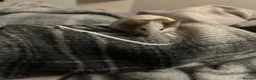 Mouse rodents for sale: 5 fluffy female mice - Advert 1
