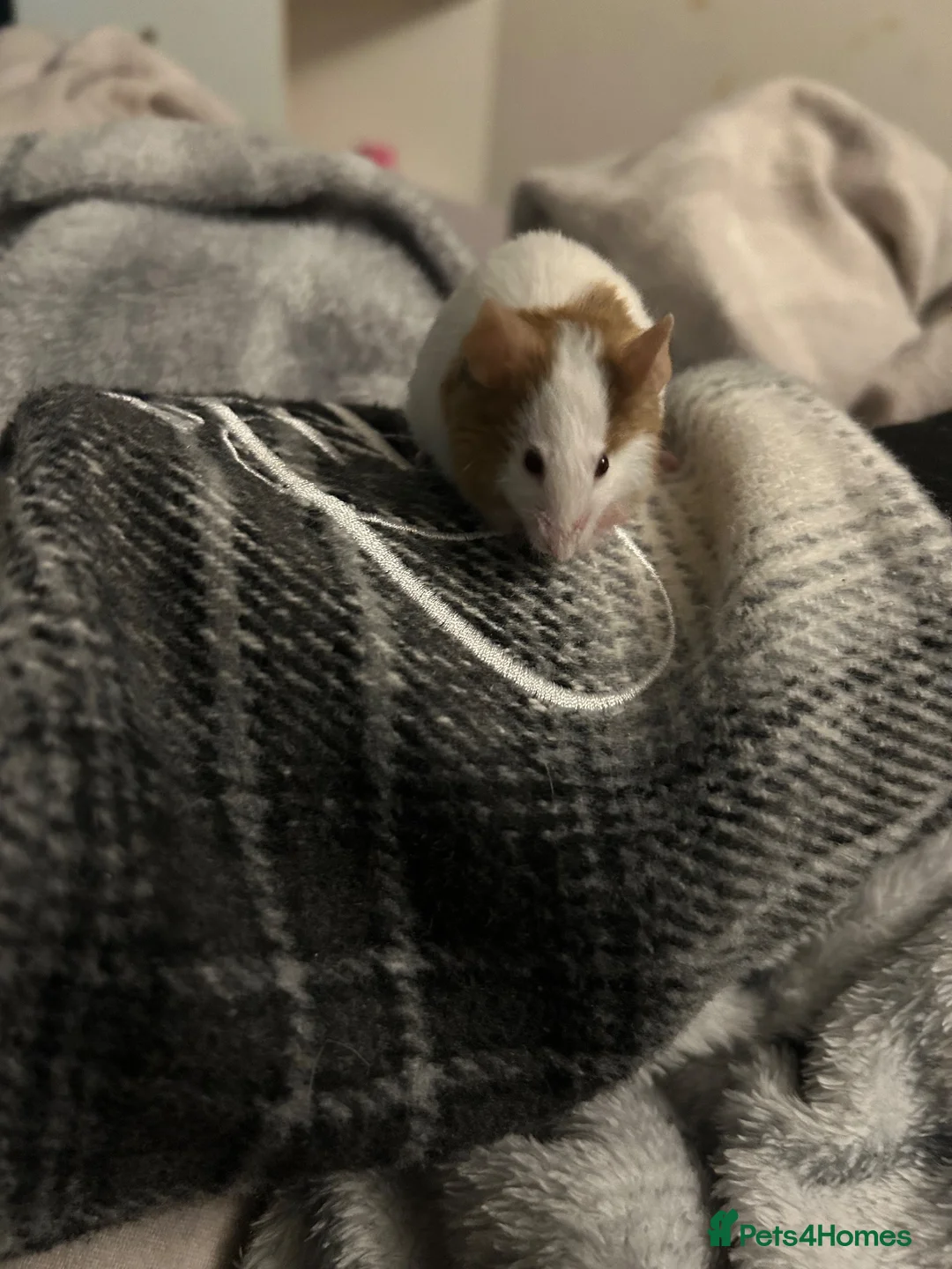 Mouse rodents for sale: 5 fluffy female mice - Advert 1
