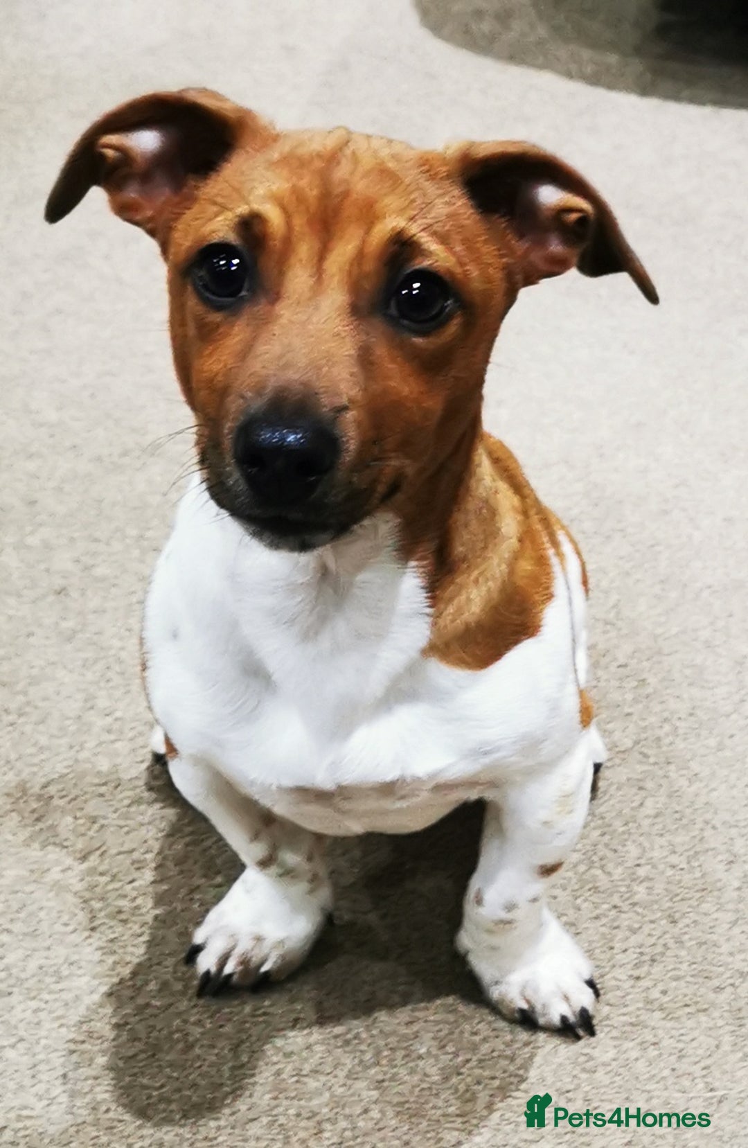 Jack Russell dogs for sale: Super quality vet docked working Jack Russells - Image 14
