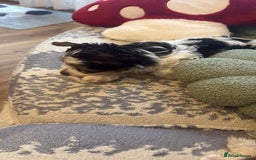 Biewer Terrier dogs for sale: 🐾Last Male Puppy Availavle- Meet Max!🐾 - Image 3