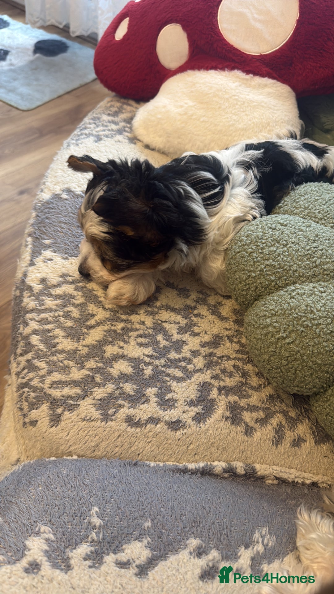 Biewer Terrier dogs for sale: 🐾Last Male Puppy Availavle- Meet Max!🐾 - Image 3