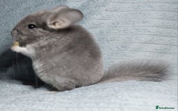 Chinchilla rodents for sale: Chinchilla babies. Ready to go in 2 weeks. - Advert 4