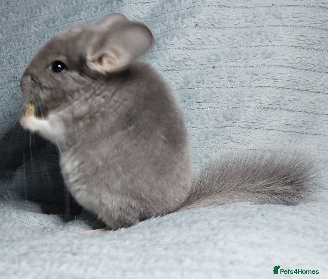 Chinchilla rodents for sale: Chinchilla babies. Ready to go in 2 weeks. - Advert 4