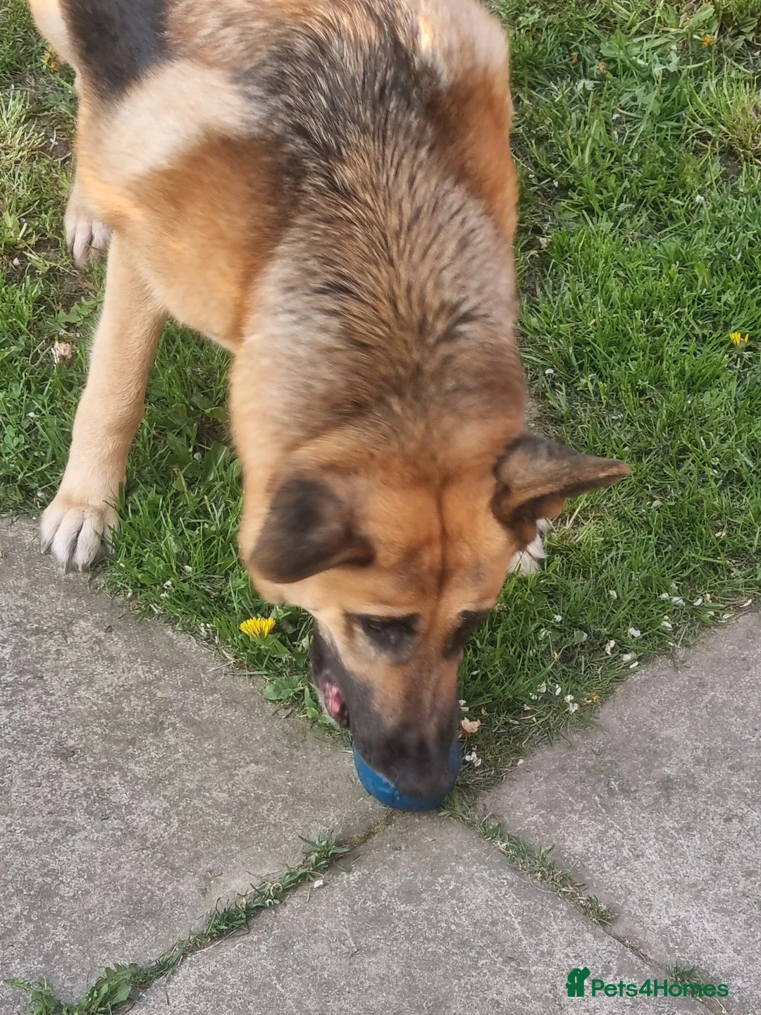 German Shepherd dogs for stud: Stud required - Advert 5