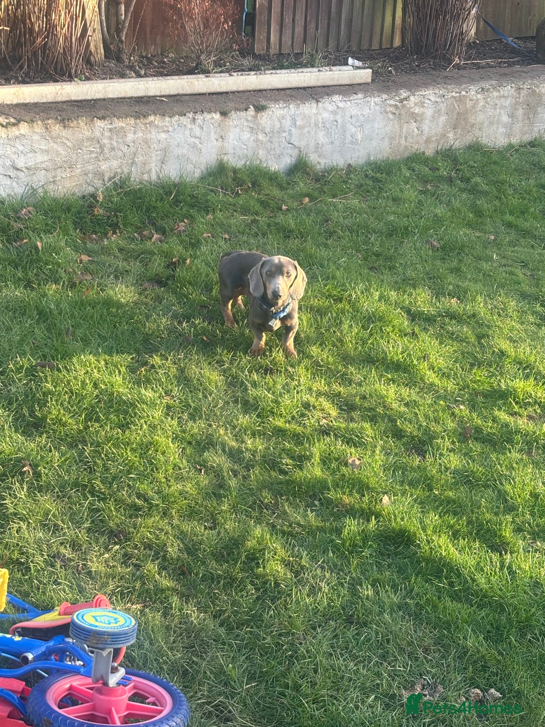 Dachshund dogs for sale: Lilac midi dachshund  - Advert 3