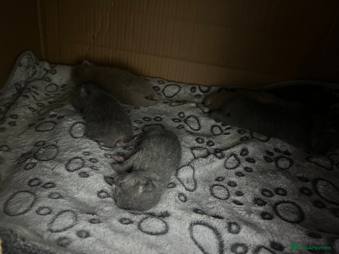 Scottish Fold cats for sale: Scottish fold /Scottish straight KITTENS - Advert 5