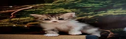 Selkirk Rex cats for sale: Gorgeous Selkirk rex kittens 😻 - Advert 13