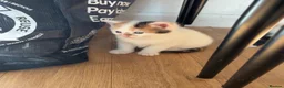 Mixed Breed cats for sale: ✨ 5 BEAUTIFUL KITTENS READY 26th MAY ✨ - Advert 10