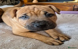 Shar Pei dogs for sale: Shar pei pups READY NOW - Image 5