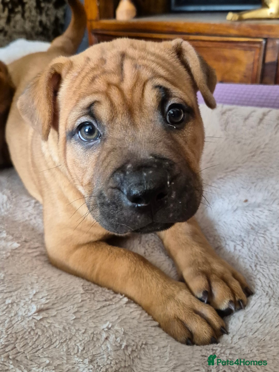 Shar Pei dogs for sale: Shar pei pups READY NOW - Image 5