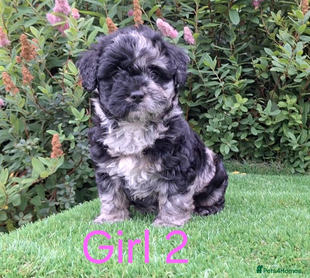 French Bulldog dogs for sale: French Bulldog Froodle Puppies  - Image 2