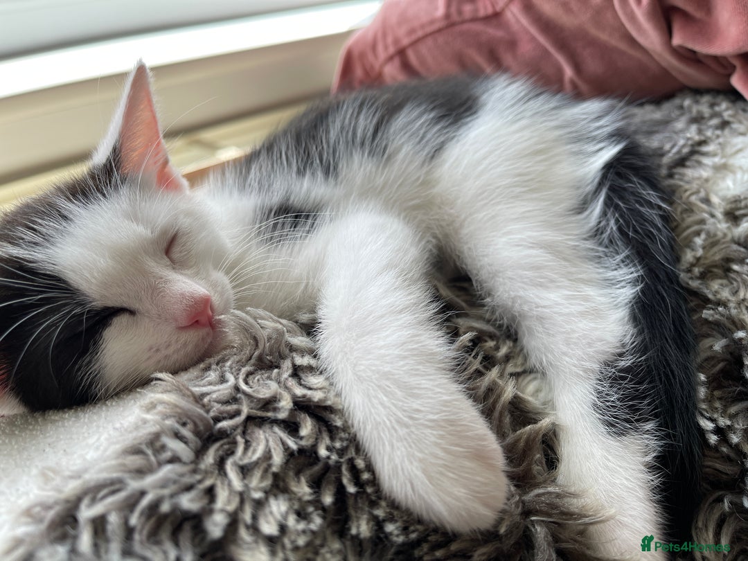 Mixed Breed cats for sale: 5 Beautiful kittens are available  - Image 10
