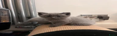 Ragdoll 2