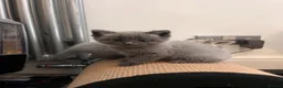 Ragdoll cats for sale: Beautiful Ragdoll cross kittens  - Advert 20