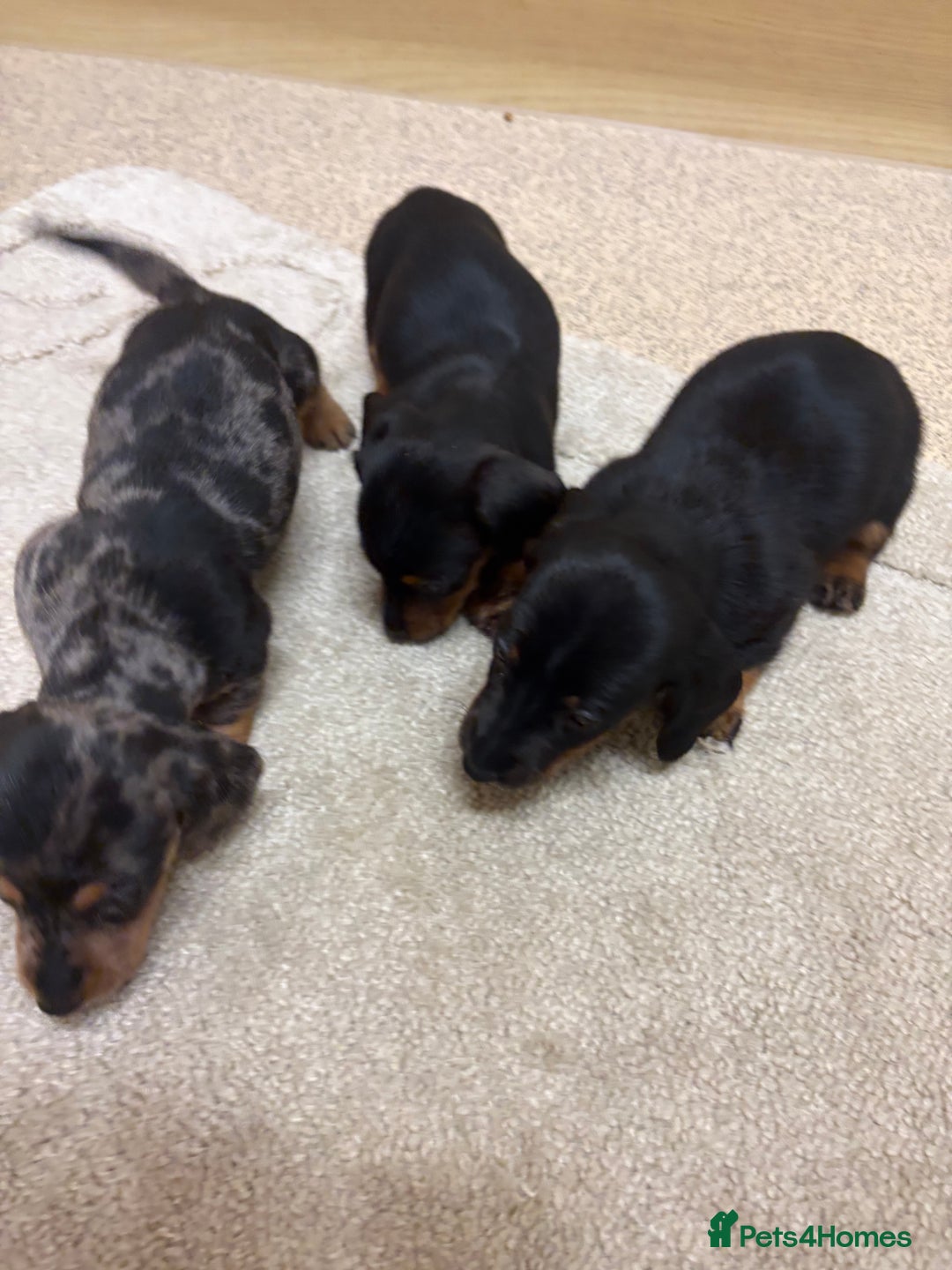 Dachshund dogs for sale: Dachshund ❤️ 1 male 1 female LEFT - Advert 7