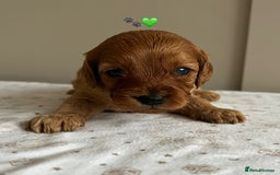 Cavapoo dogs for sale: Fully health tested Cavapoo 🐾🐶 - Image 12
