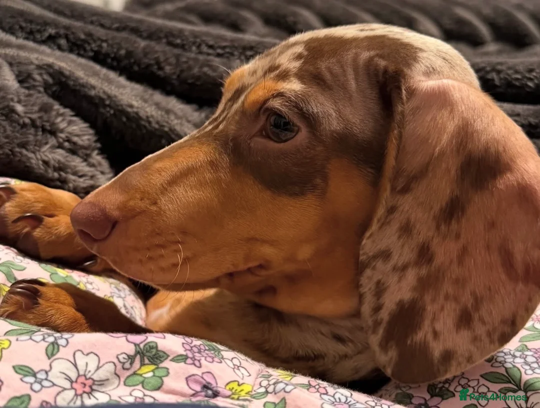 Miniature Dachshund dogs for sale: Last miniature dachshund female puppy - Advert 11