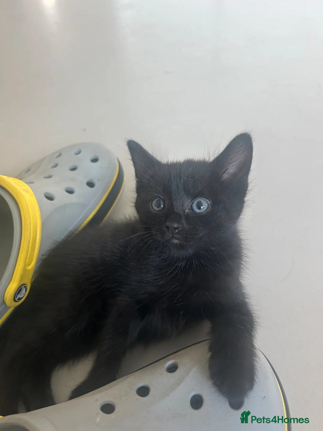 Mixed Breed cats for sale: Siamese x Bombay  - Advert 10