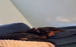 Rottweiler dogs for sale: Zulu 4 year old Rottweiler  - Image 13