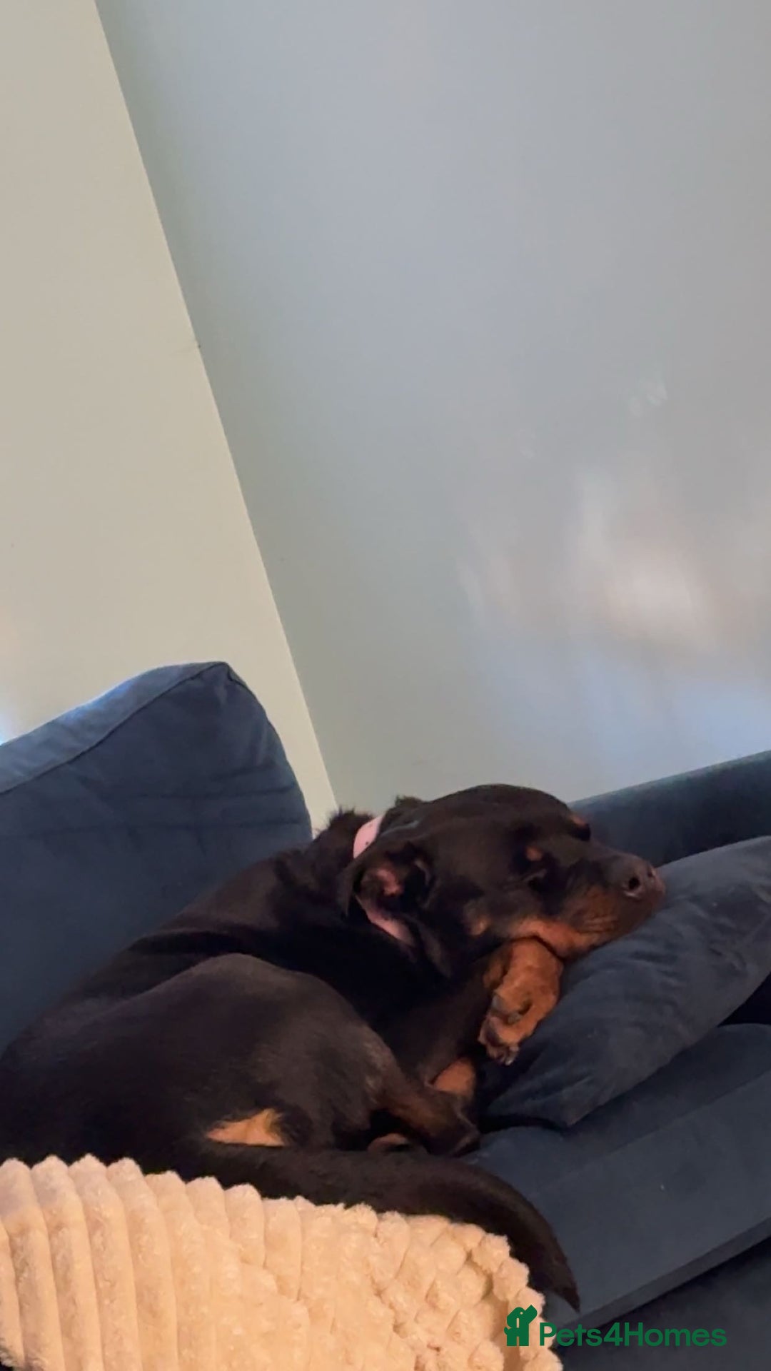 Rottweiler dogs for sale: Zulu 4 year old Rottweiler  - Image 13
