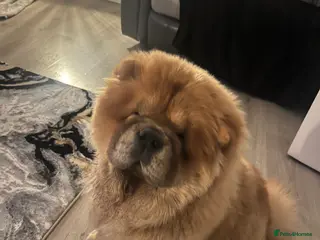 Chow Chow dogs Beautiful chow chow - Advert 2