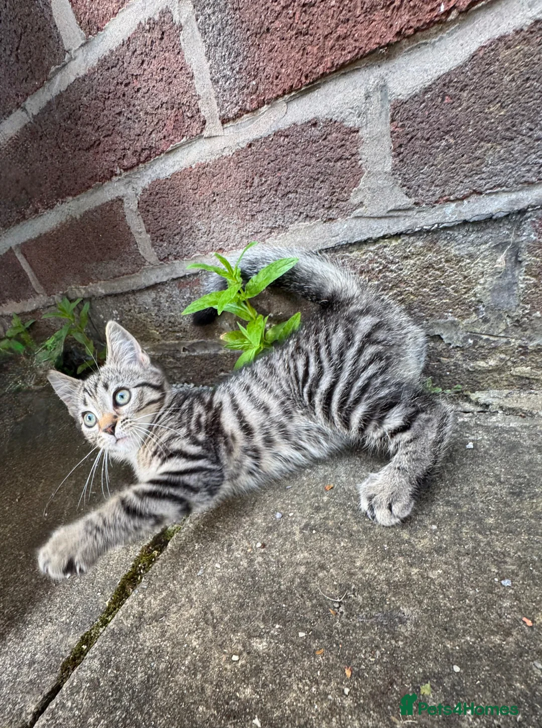 Mixed Breed cats for sale: Kitten female  - Advert 2