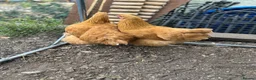 Chickens poultry for sale: Pair of buff Orpingtons - Advert 4