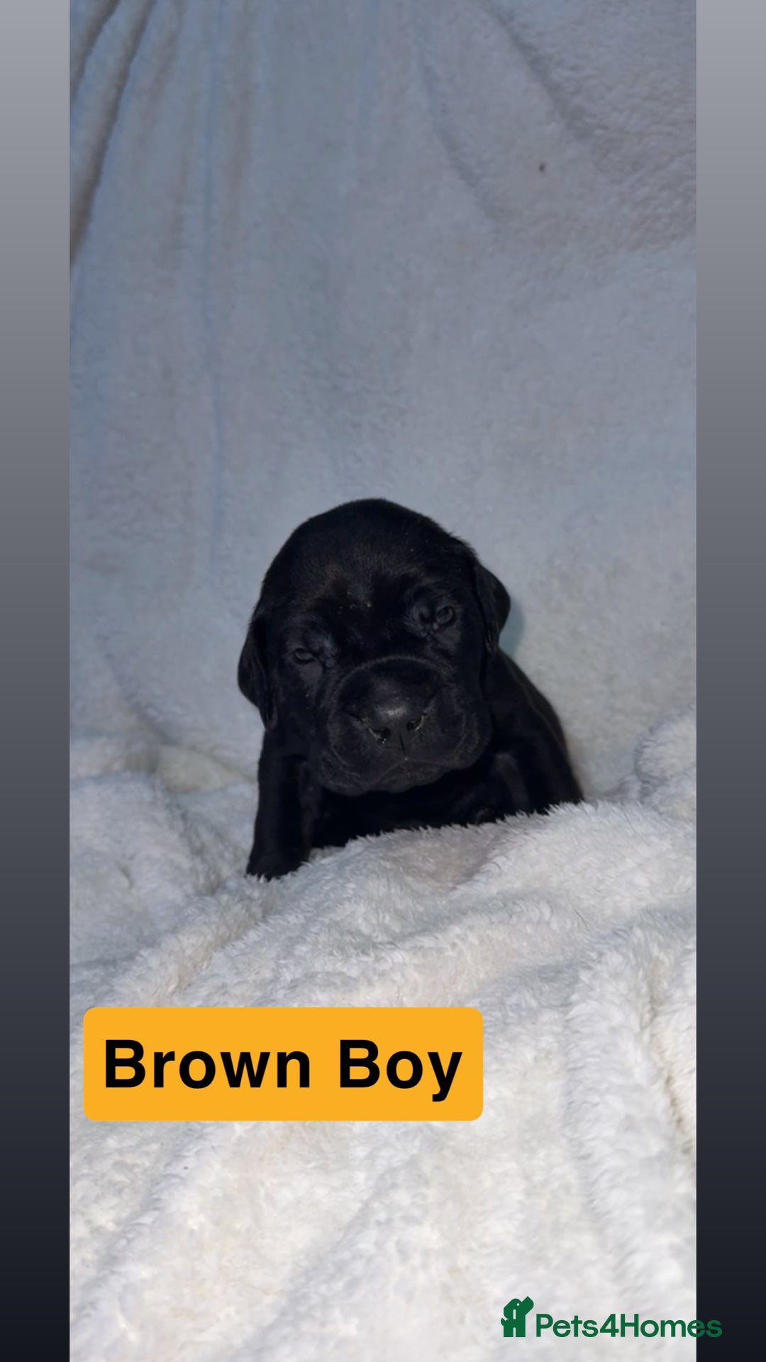 Cane Corso dogs for sale: 12 beautiful cane corso puppies 🐾 - Advert 14