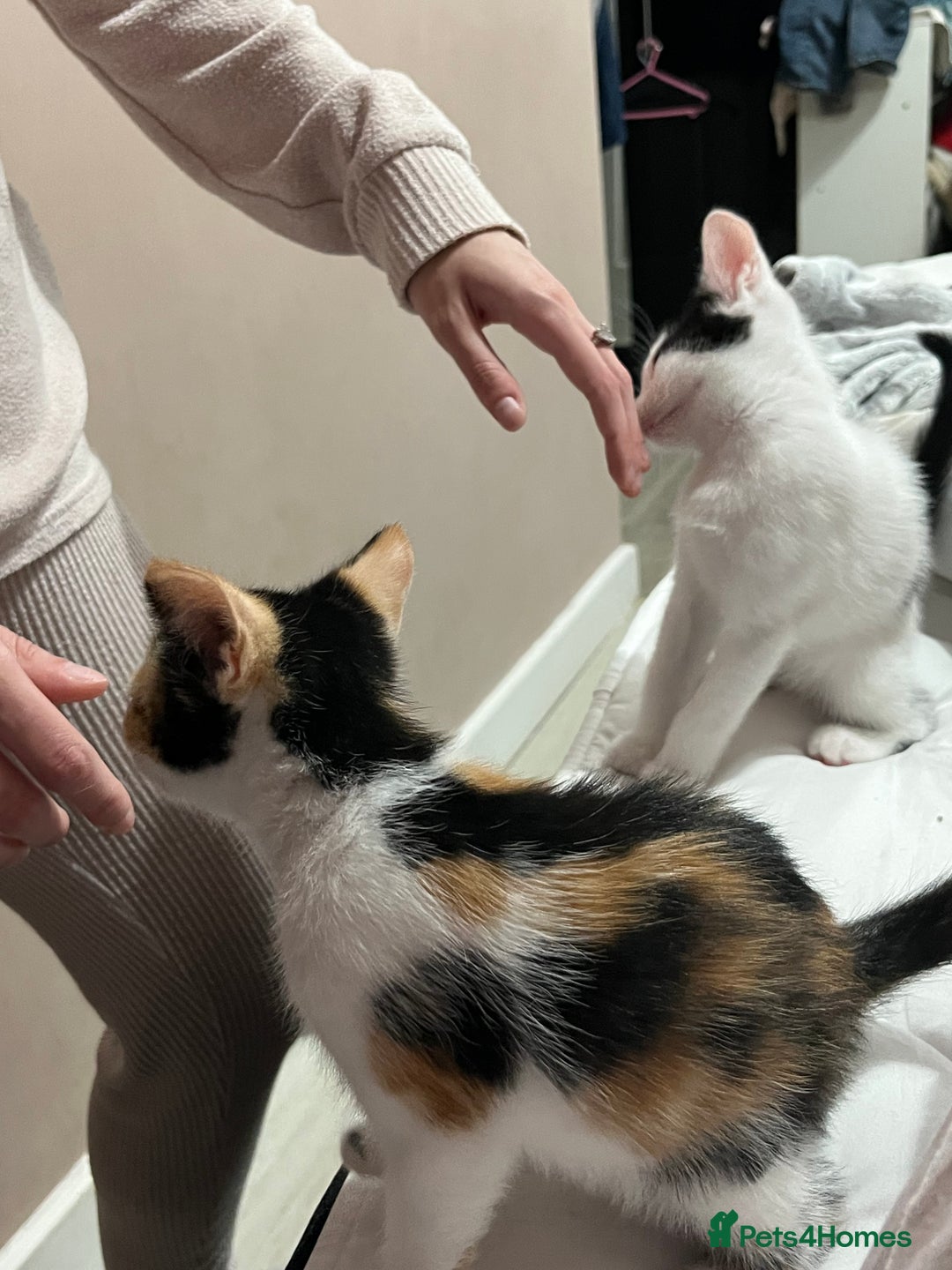 Mixed Breed cats for sale: Beautiful kittens - Image 6