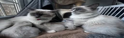 Ragdoll cats for sale: Stunning Ragdoll kittens in Preston - Advert 9