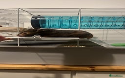 Hamster rodents for sale: Hamster and setup rehome - Image 3