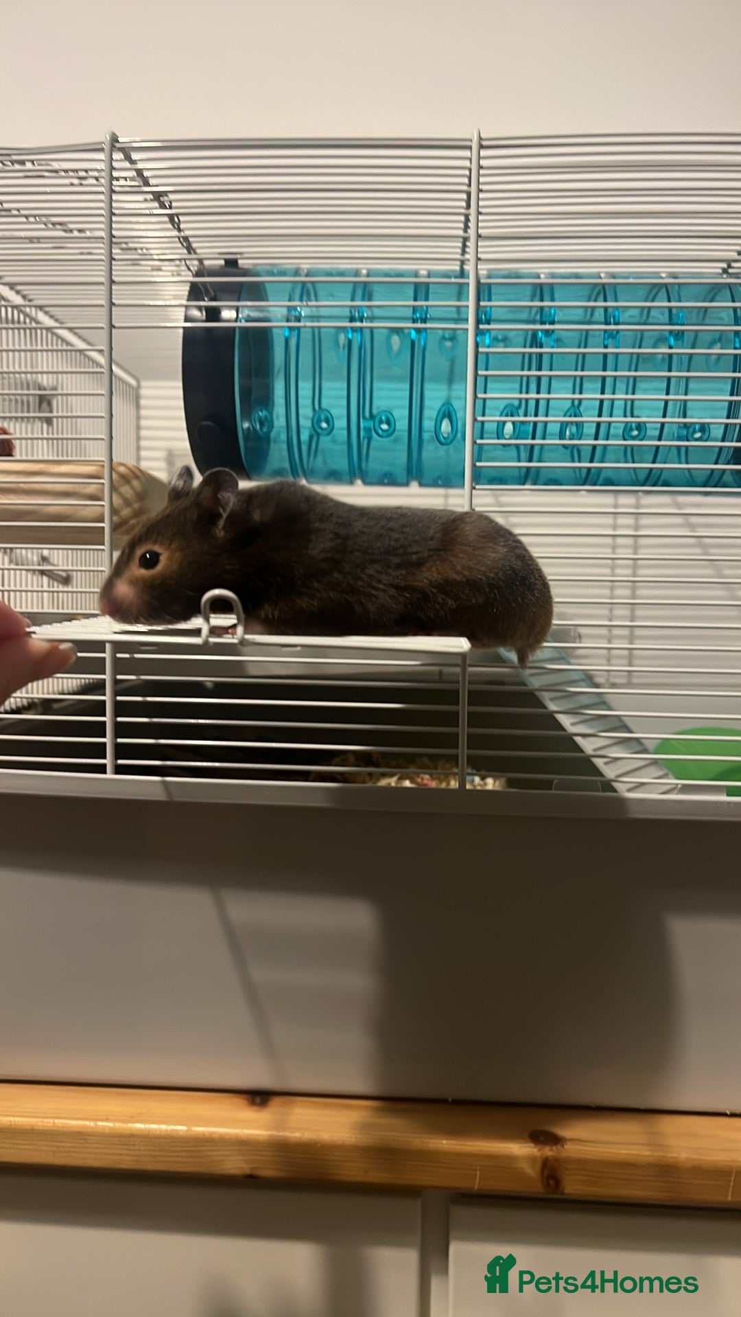 Hamster rodents for sale: Hamster and setup rehome - Image 3