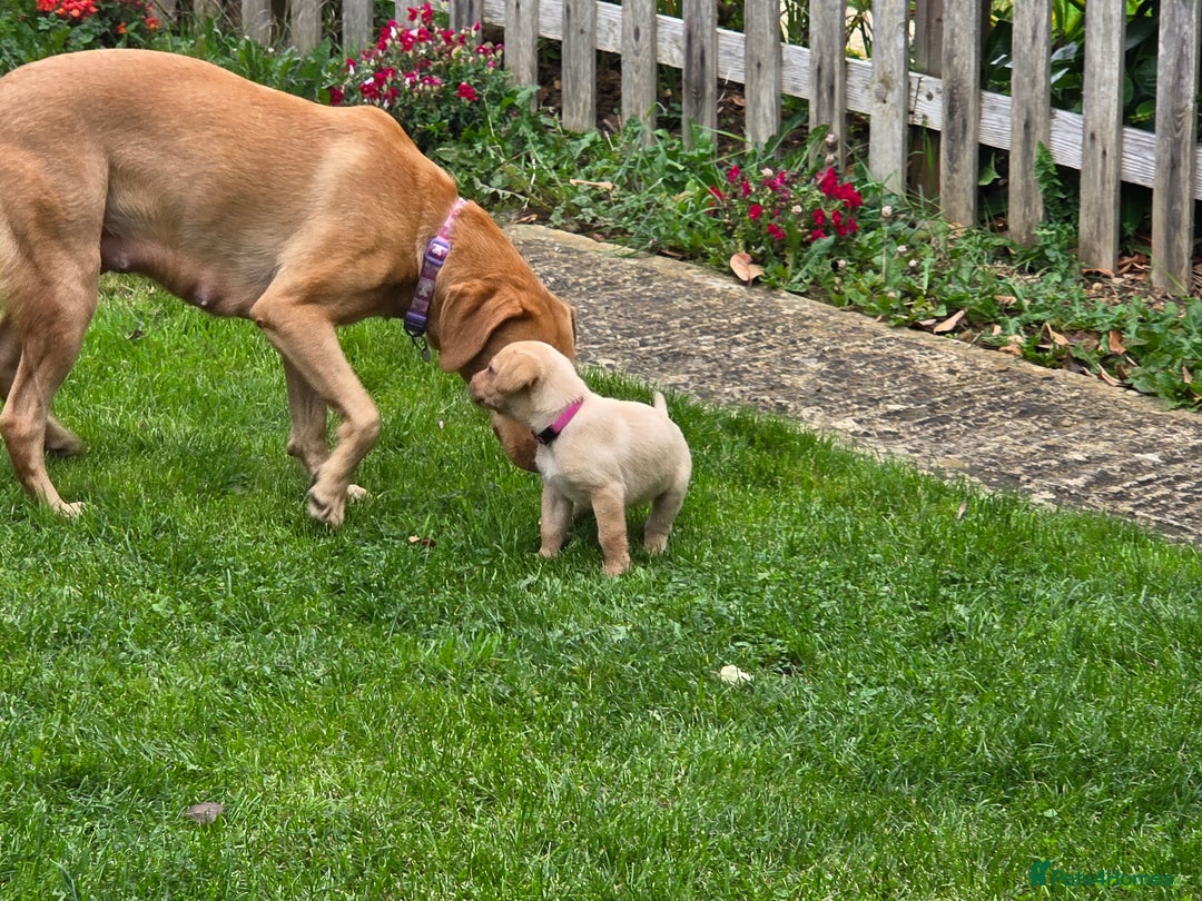 Labrador Retriever dogs for sale: Fox red labrador puppies for sale - Image 4
