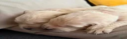 Golden Retriever dogs for sale: BEAUTIFUL KC REG SHOW GOLDEN RETRIEVER PUPPIES - Advert 8