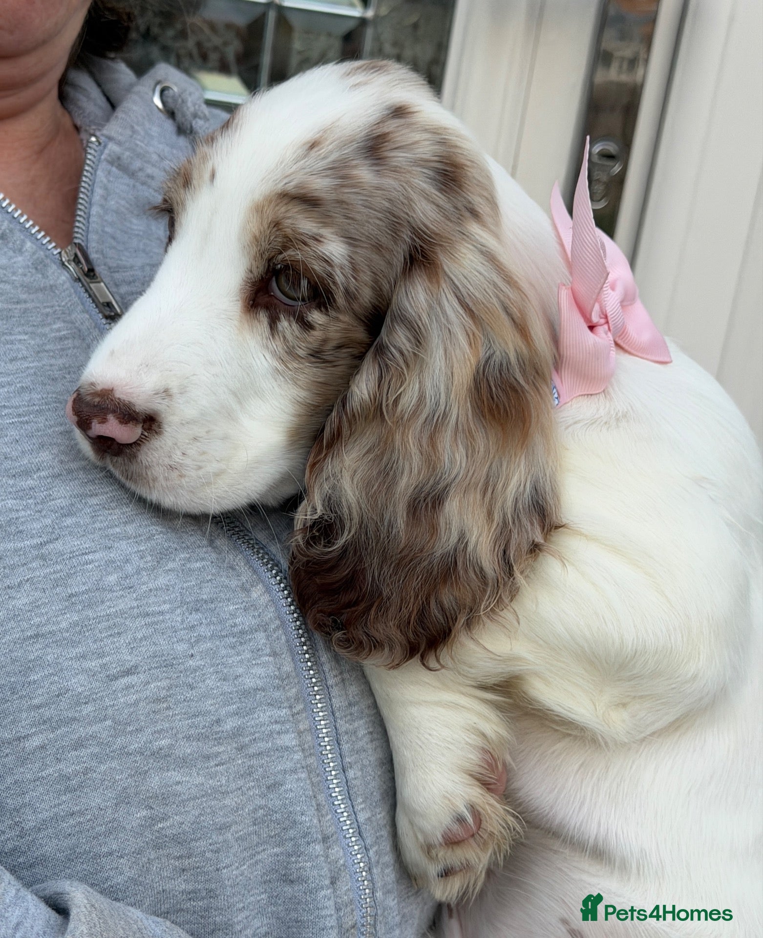 Cocker Spaniel dogs Merle cocker spaniel girl 11 weeks old  - Advert 4