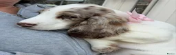 Cocker Spaniel dogs for sale: Merle cocker spaniel girl 11 weeks old  - Advert 1