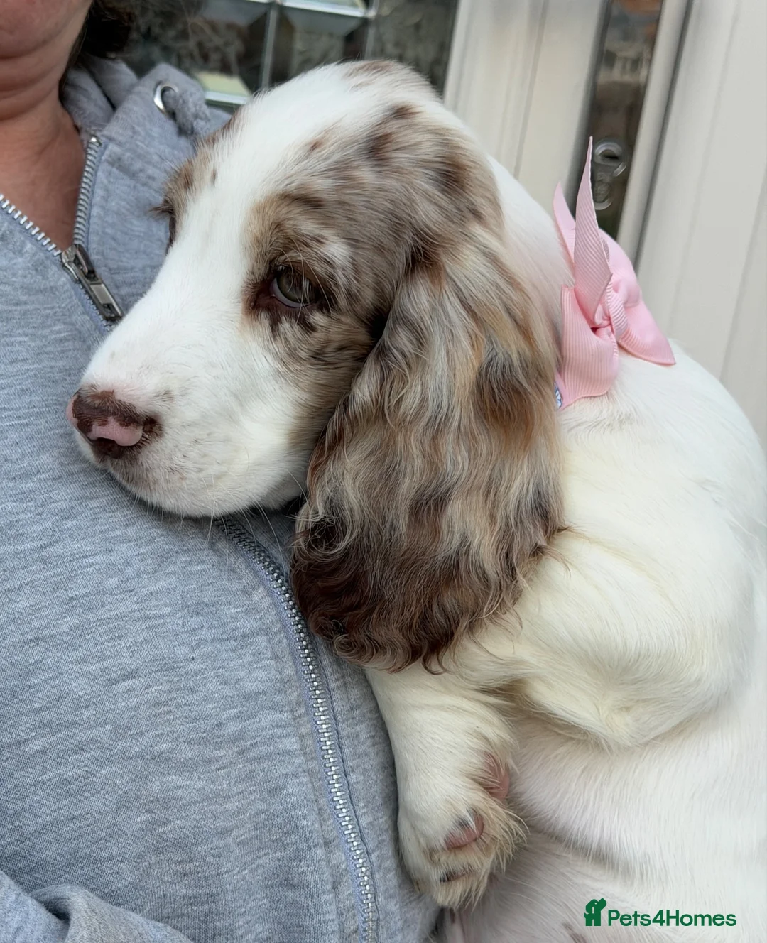 Cocker Spaniel dogs for sale: Merle cocker spaniel girl 11 weeks old  - Advert 1