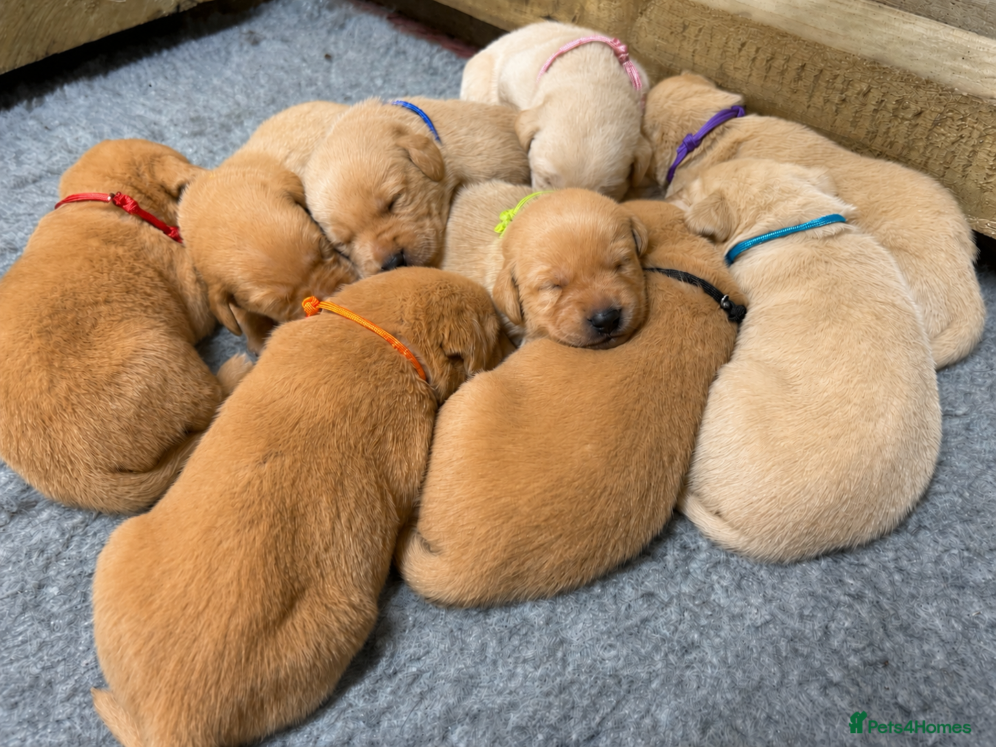 Labrador Retriever dogs for sale: Exceptional red fox Labrador  in Washington - Advert 6