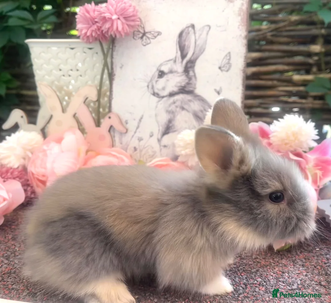 Lionhead rabbits for sale: Outstanding Baby Rabbits! - Advert 6