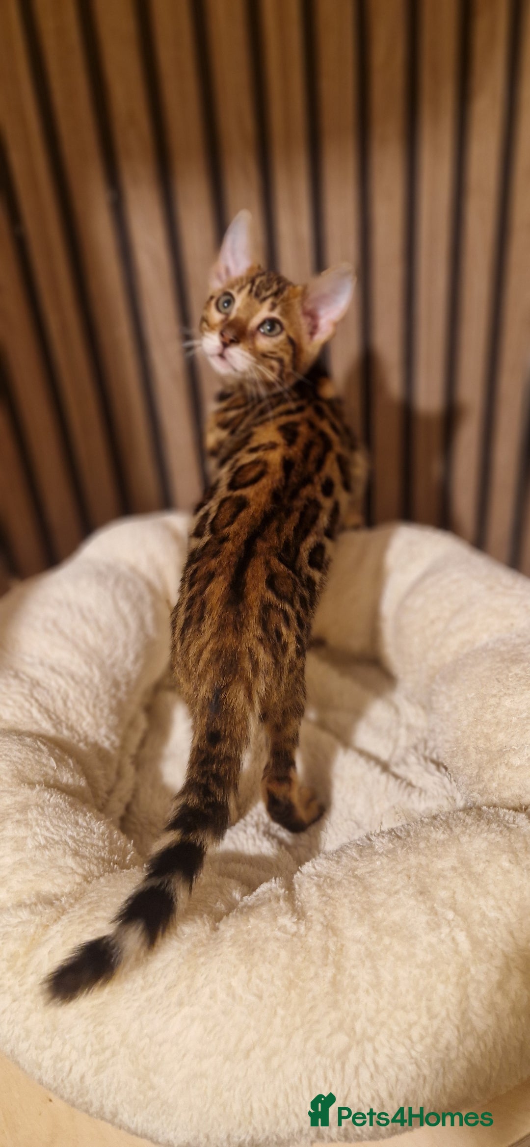 Bengal cats for sale: Beutifull kittens❤️ - Advert 24