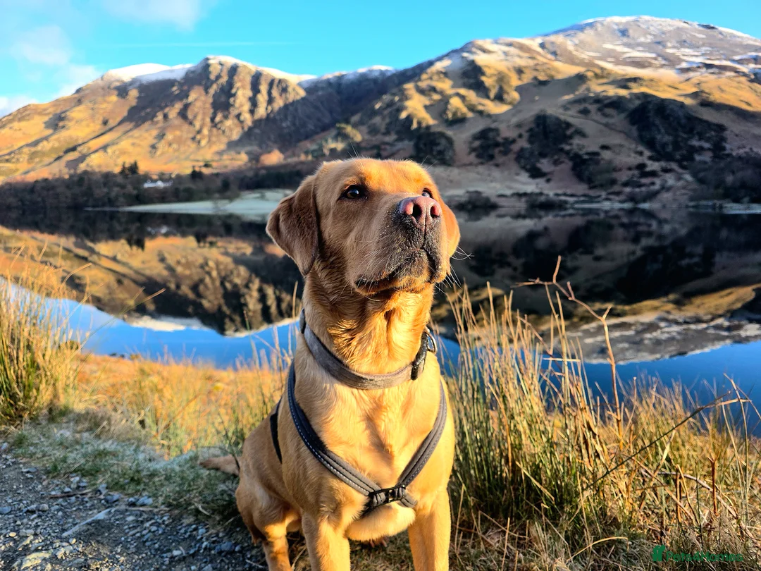 Labrador Retriever dogs for stud: Proven Stud in Workington - Advert 1