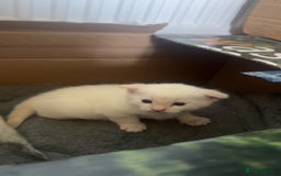 Mixed Breed cats for sale: Male Kitten for sale!  - Image 15